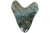 Realistic, 7.4" Carved Labradorite Megalodon Tooth - Replica - #202077-2